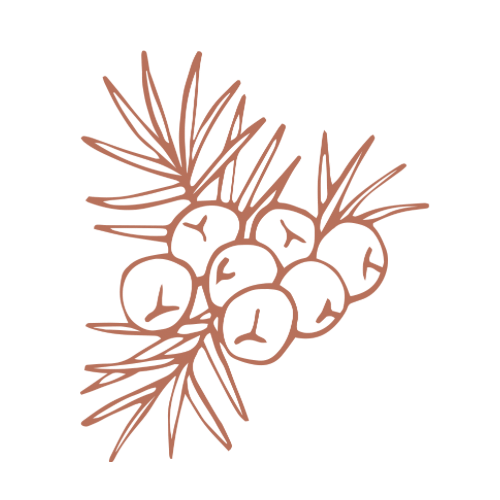 Decorative illustration of berries and leaves in a brown color on a white background
